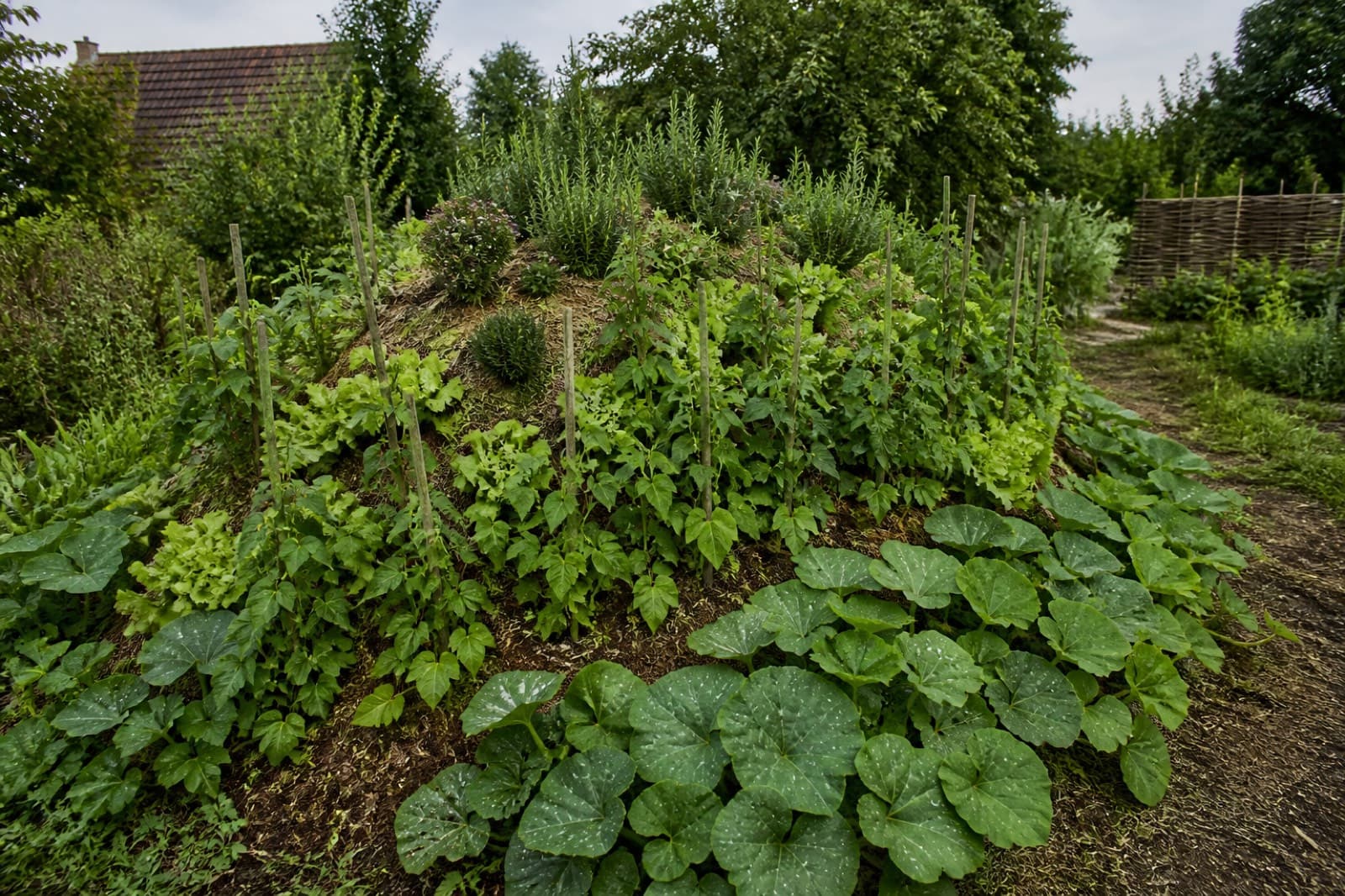 Een beplante Hügelkultur-heuvel: kruiden boven op de top, bonen en sla op de zijkanten, pompoen en courgette onderaan